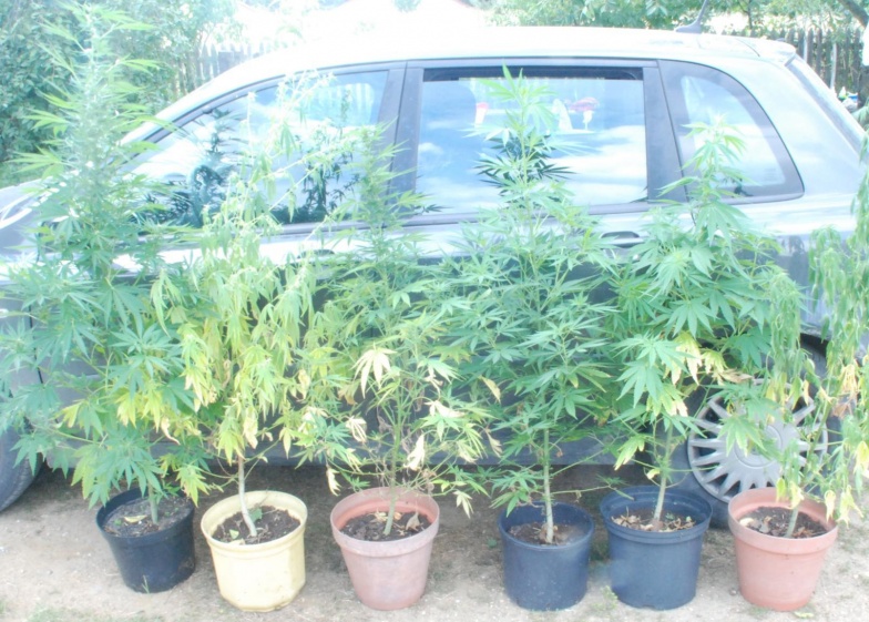 Kolejna plantacja w Turku. Marihuana rosła w ogrodzie i donicach