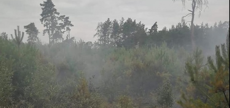 Płonął młodnik. Akcja gaśnicza trwała 7 godzin