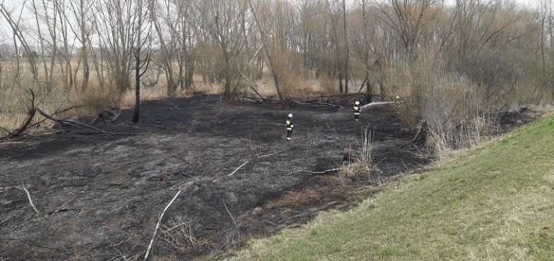 Strażacy podsumowali tydzień służby. W akcji ponad 50 razy