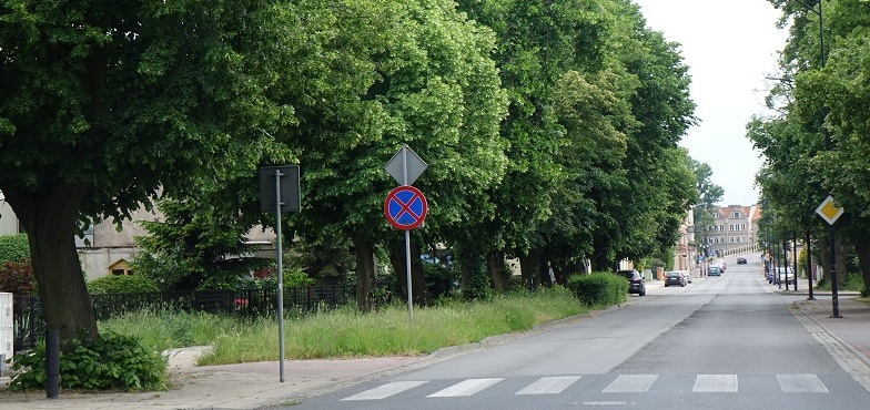 Na razie na ulicy Wojska Polskiego aleja lipowa nie będzie pomnikiem przyrody 