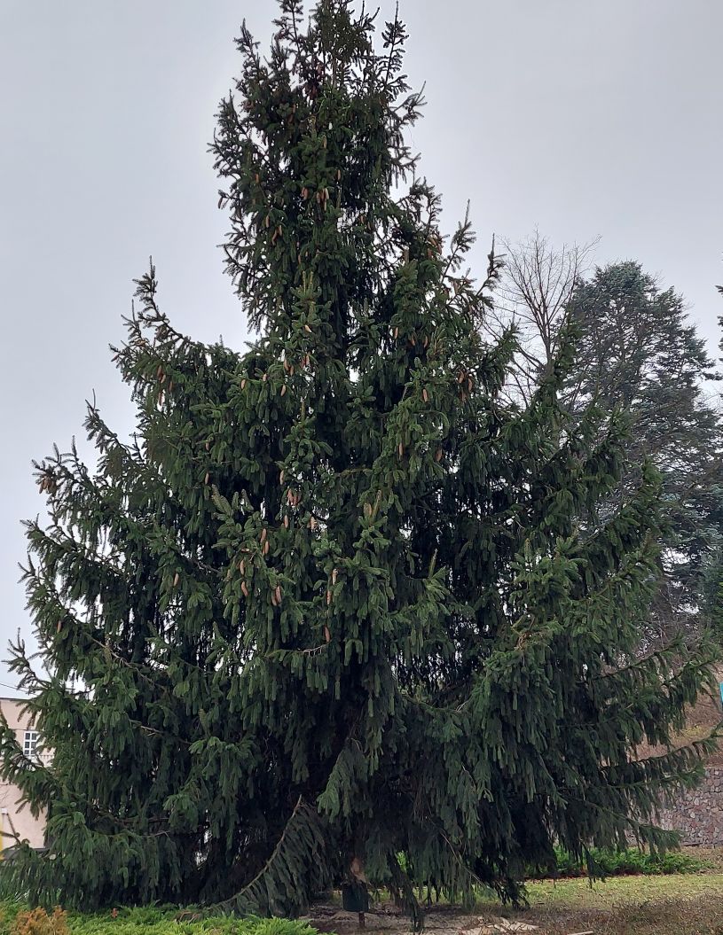Idą święta. W Tuliszkowie stanęło bożonarodzeniowe drzewko, a mieszkańcy robią ozdoby na konkurs