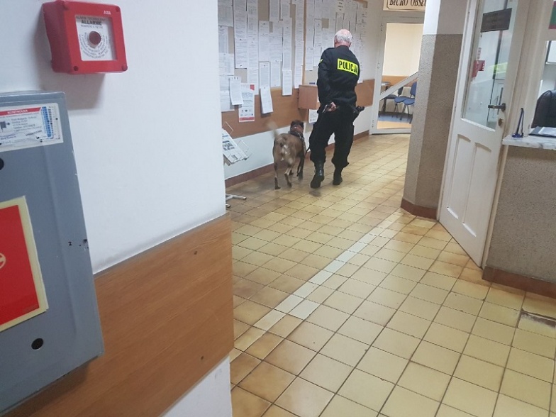 Alarm o podłożeniu bomby w Urzędzie Miejskim. Na miejscu był pies tropiący AKTUALIZACJA