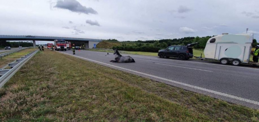 Koń wypadł z przyczepy. Wypadek w Żdżarach (AKTUALIZACJA)