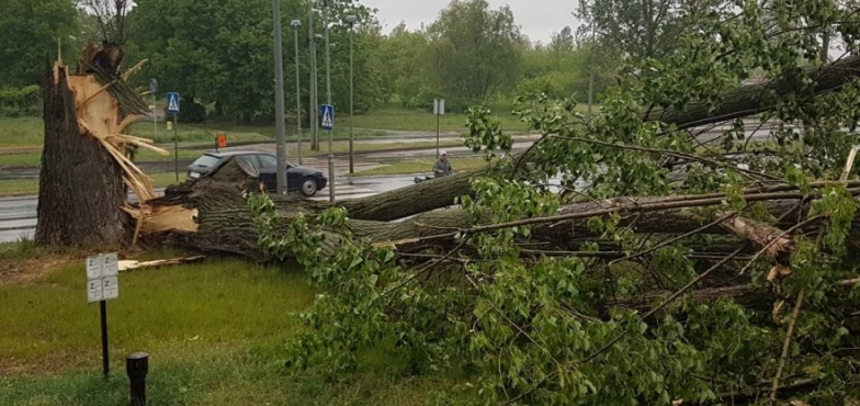 Wielka topola przewróciła się na blok przy ul. Chopina 
