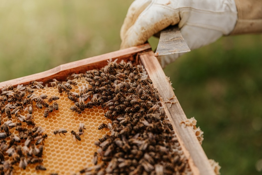 Miliony pszczół padło od oprysku. Śledztwo prowadzi prokuratura