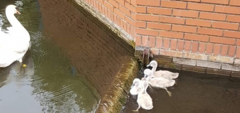 Nietypowa akcja nad jeziorem w Kleczewie. Druhowie pomogli małym łabędziom