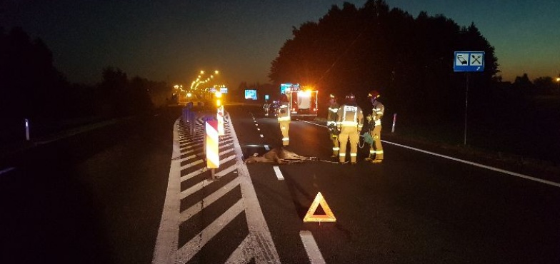 Zderzenie z łosiem. Wypadek na Ogrodowej 