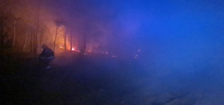 58 strażaków walczyło z żywiołem przez 3 godziny. Pożar lasu w Kolonii Lipiny