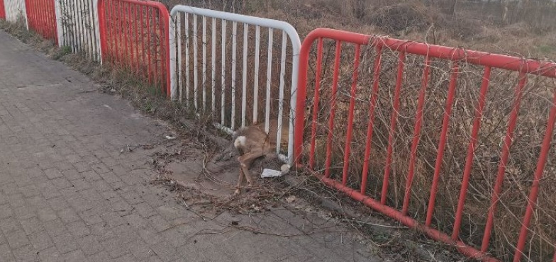 Strażacy na ratunek uwięzionej sarnie. Utknęła między prętami