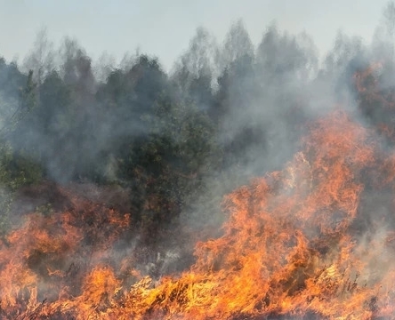 Podpalacz w okolicach Kościelca? Leśnicy Nadleśnictwa Koło apelują o czujność i zwracają się o pomoc w ujęciu sprawcy pożarów lasu