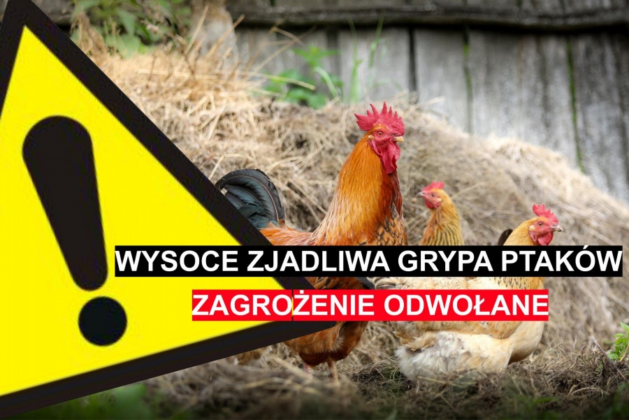 Zbiornik Jeziorsko wolny od ptasiej grypy