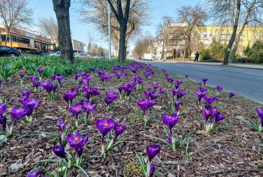 Zielone podwórka i korytarze miejskie