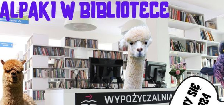 Alpaki w bibliotece. Będzie można nakarmić i wyprowadzić na spacer