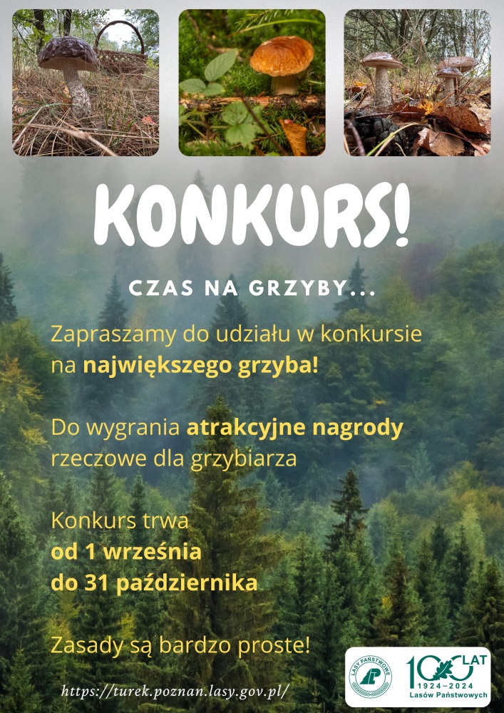 Konkurs na największego grzyba. Czas do 31 października