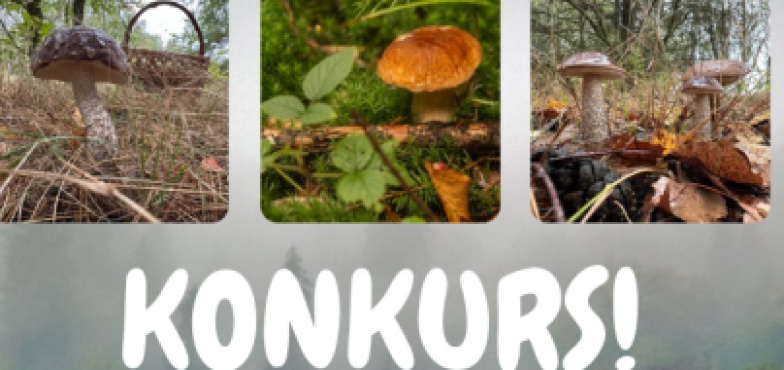 Konkurs na największego grzyba. Czas do 31 października