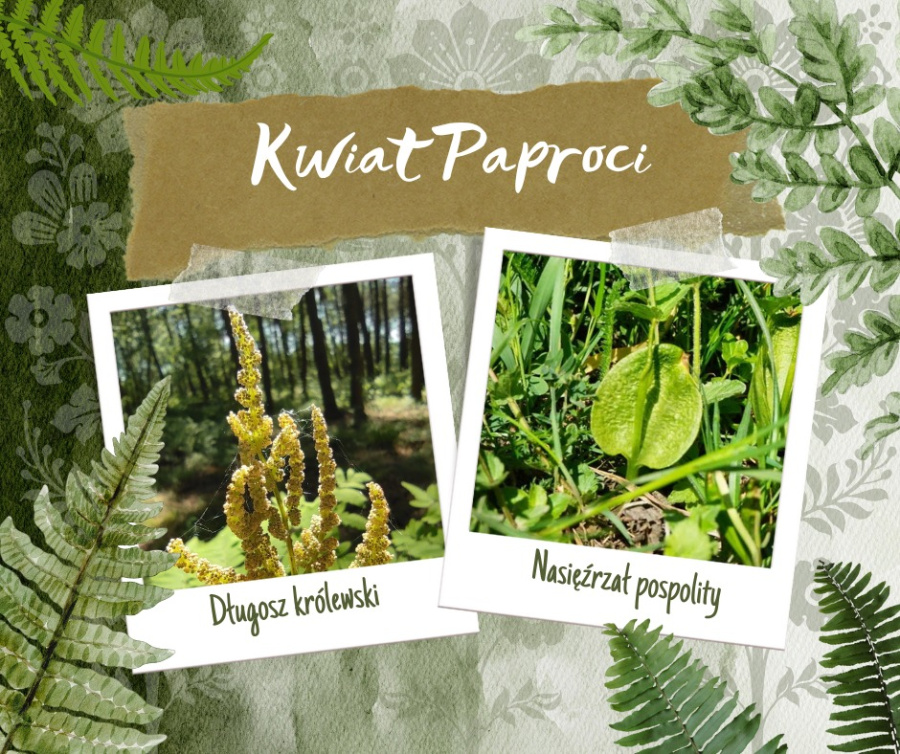 W poszukiwaniu kwiatu paproci. Dziś Noc Kupały, najkrótsza w roku