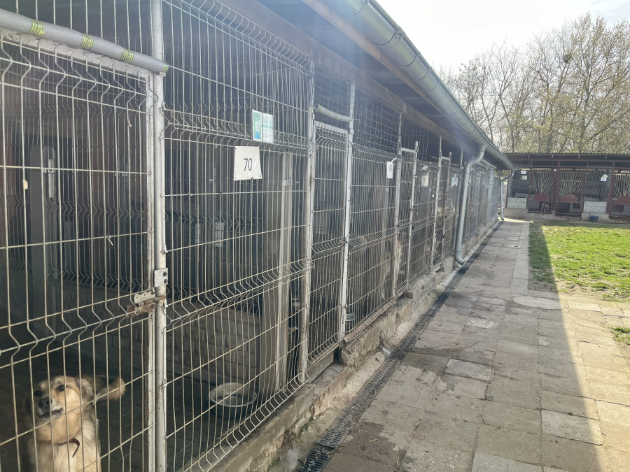Pracownicy proszą o pomoc. Schronisko dla bezdomnych zwierząt zamknięte do odwołania