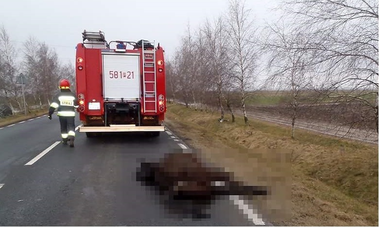 Samochód zderzył się z koniem. Akcja strażaków na drodze wojewódzkiej