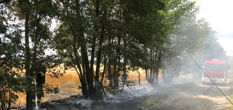 Pożar zboża w Zalesiu. Ogień gasiło 5 strażackich zastępów