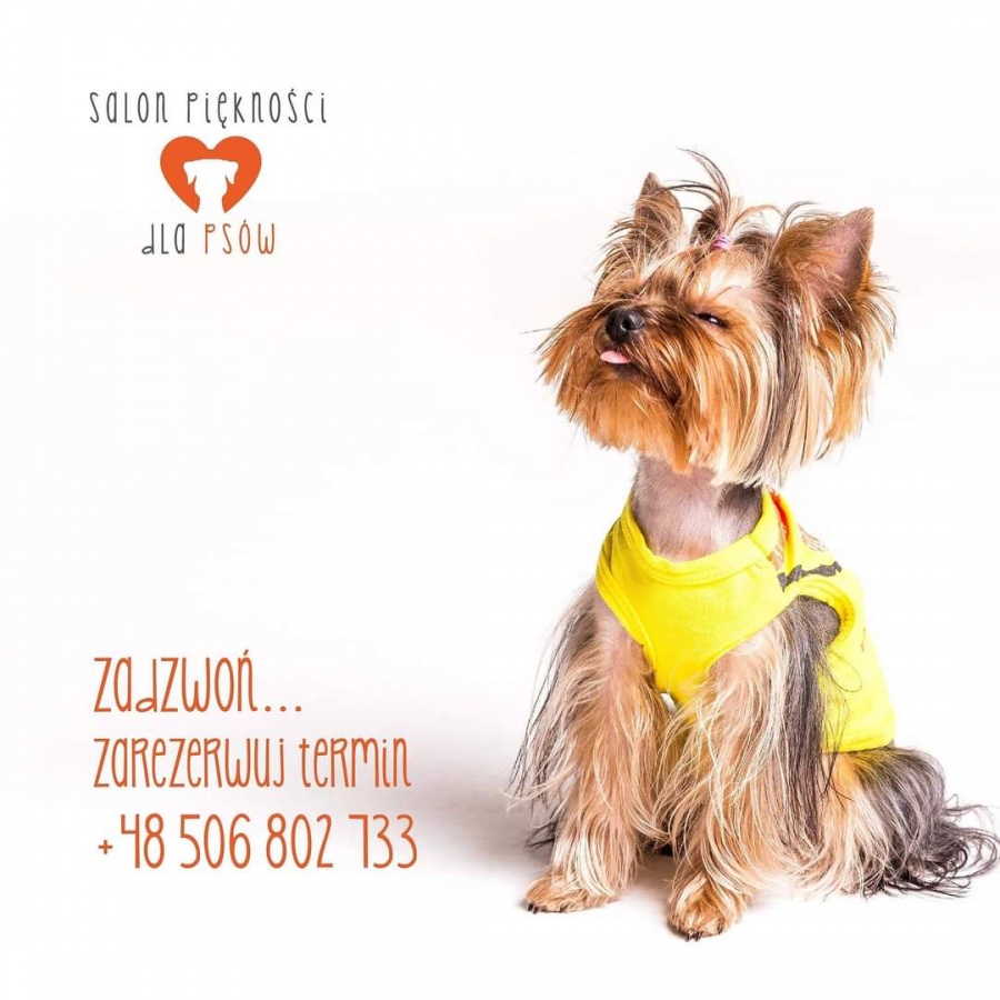 Usługi Groomerskie