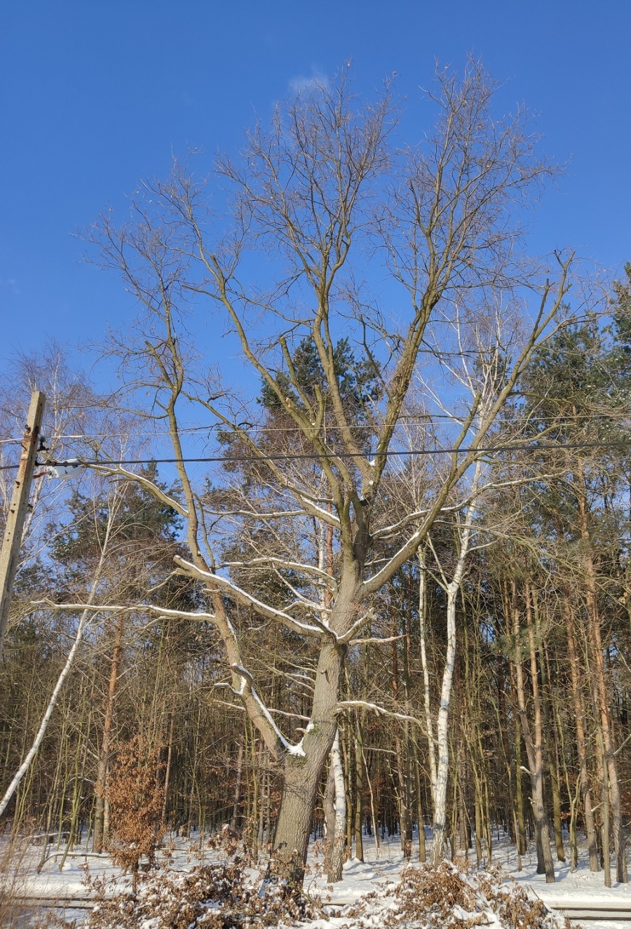 drzewo dębowe - 3 szt.